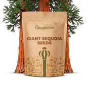Giant Sequoia Seeds – Sequoiadendron giganteum