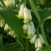 Giant Solomon's Seal Seeds