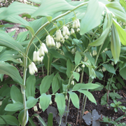 Giant Solomon's Seal Seeds