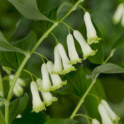 Giant Solomon's Seal Seeds