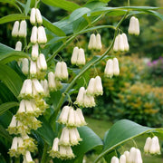 Giant Solomon's Seal Seeds