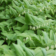 Giant Solomon's Seal Seeds
