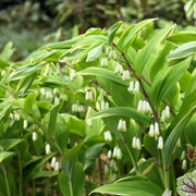 Giant Solomon's Seal Seeds
