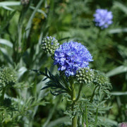 Wildflower Gilia Capitata Seeds