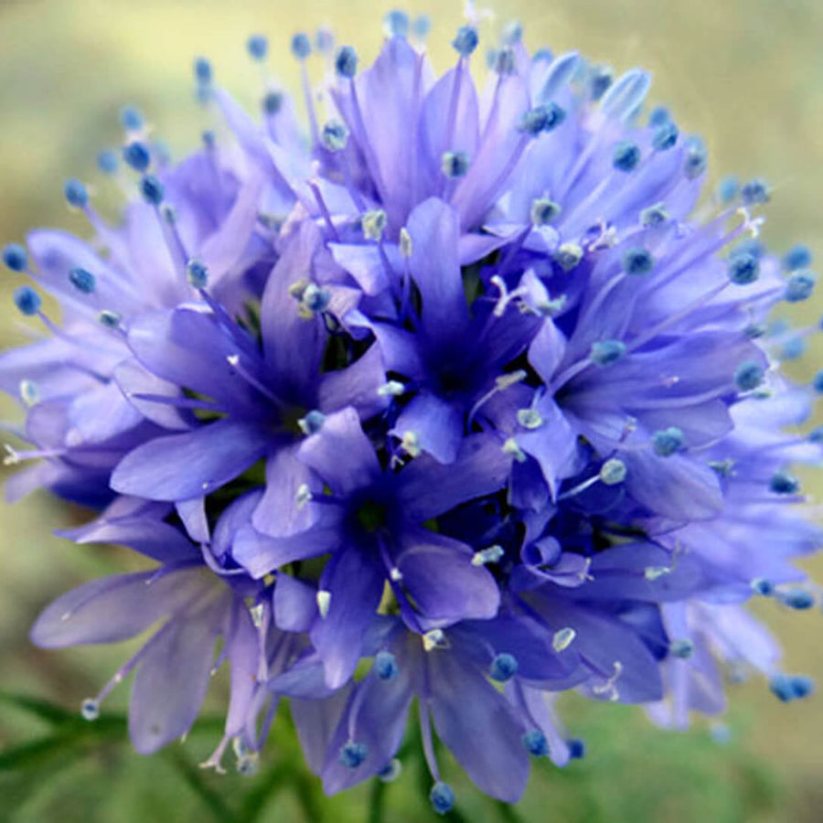 Wildflower Gilia Capitata Seeds