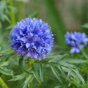 Wildflower Gilia Capitata Seeds