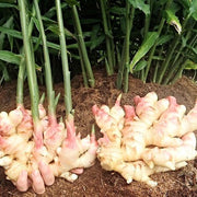 Green and White Ginger Seeds, Herbal