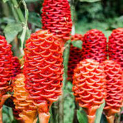 Perennial Ginger Seeds