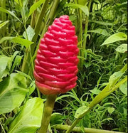 Perennial Ginger Seeds