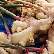 Green and White Ginger Seeds, Herbal