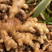 Brown Ginger Seeds, Herbal