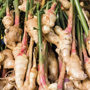 Ginger Seeds - All In One For Home Gardens