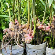 Ginger Seeds - All In One For Home Gardens