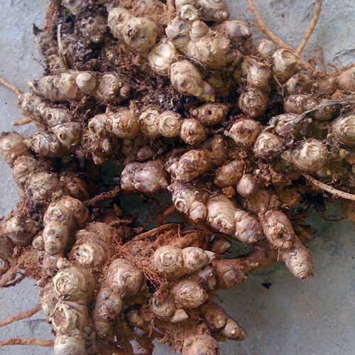 Brown Ginger Seeds, Herbal
