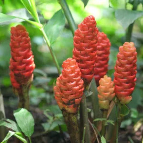 Perennial Ginger Seeds
