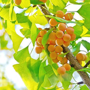 Maidenhair Ginkgo Biloba Seeds, Herbal