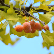 Maidenhair Ginkgo Biloba Seeds, Herbal