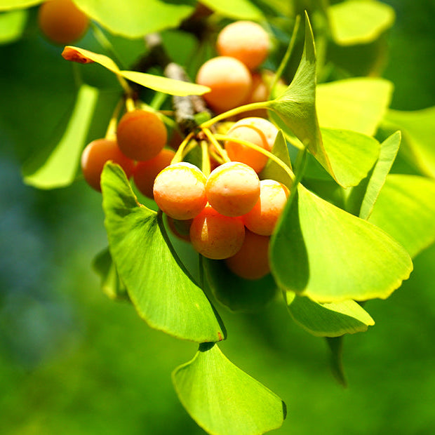 Maidenhair Ginkgo Biloba Seeds, Herbal