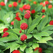 American Ginseng Seeds, Herbal