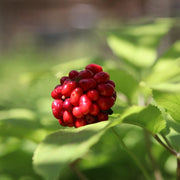 American Ginseng Seeds, Herbal