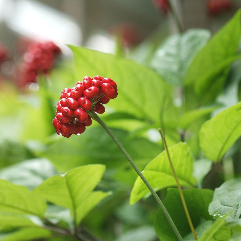 American Ginseng Seeds, Herbal