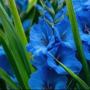 Blue Gladiolus Seeds