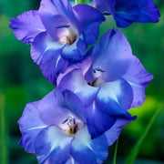 Blue Gladiolus Seeds