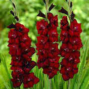 Deep Red Gladiolus Seeds