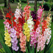 Mixed Colors Gladiolus Seeds