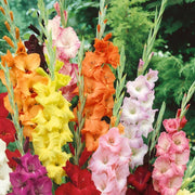 Mixed Colors Gladiolus Seeds