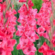 Pink Gladiolus Seeds