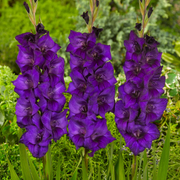 Purple Gladiolus Seeds