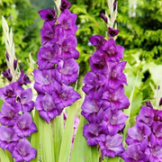 Purple Gladiolus Seeds