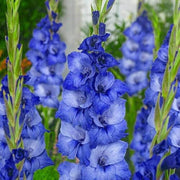 Blue Gladiolus Seeds
