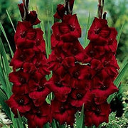 Deep Red Gladiolus Seeds