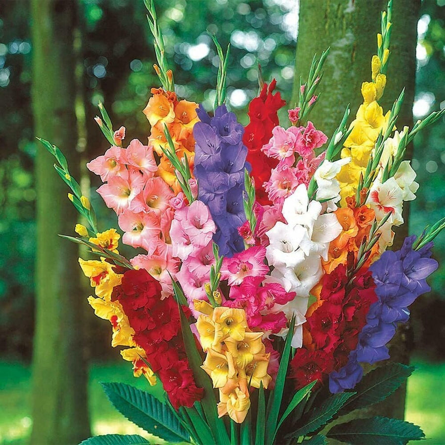Mixed Colors Gladiolus Seeds