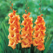 Orange Gladiolus Seeds