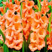 Orange Gladiolus Seeds