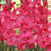 Pink Gladiolus Seeds