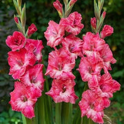 Pink Gladiolus Seeds
