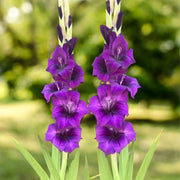 Purple Gladiolus Seeds