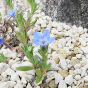 Diffusa Glandora Seeds