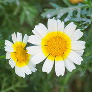 Garland Daisy Glebionis Coronaria Seeds