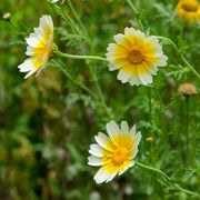 Garland Daisy Glebionis Coronaria Seeds