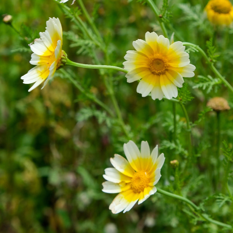 Garland Daisy Glebionis Coronaria Seeds