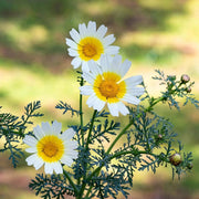 Garland Daisy Glebionis Coronaria Seeds