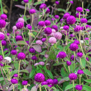 Gomphrena Seeds – Gomphrena globosa