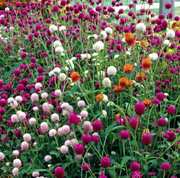 Globe Amaranth Seeds