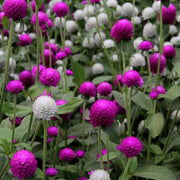Globe Amaranth Seeds