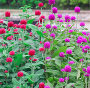 Globe Amaranth Seeds